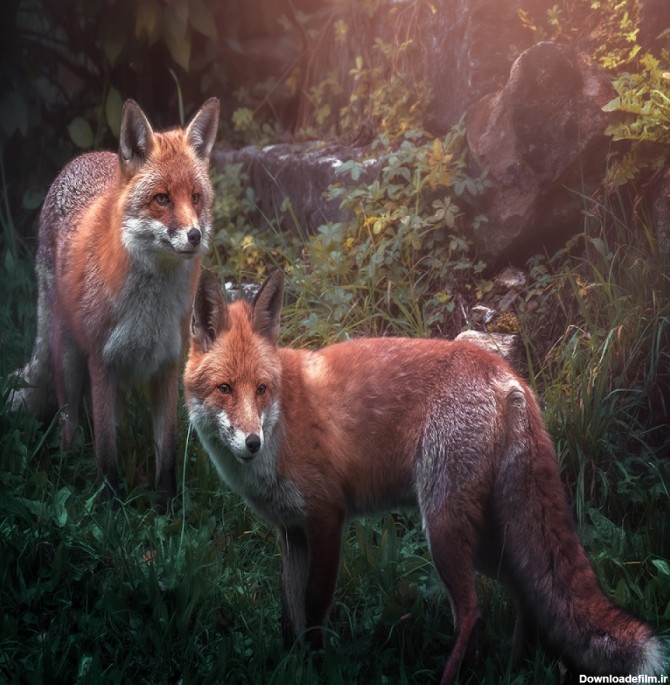 عکس حیوانات گرگ قرمز با کیفیت بالا | image red fox free ...