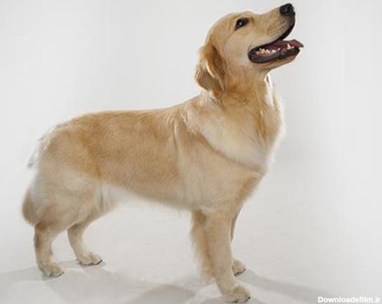 سگ گلدن رتریور | Golden Retriever