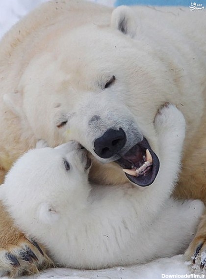 مهر مادری خرس قطبی (عکس)