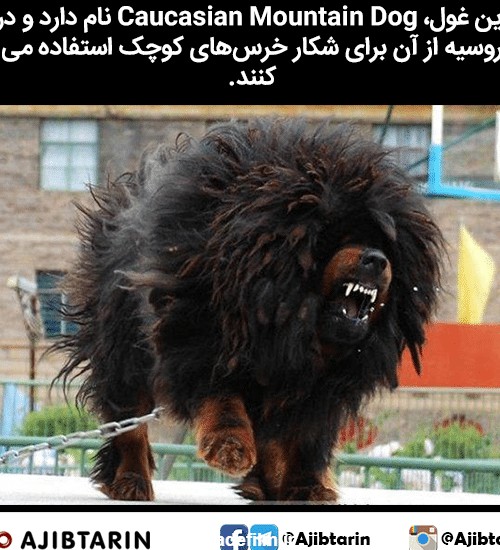 عکس سگ خرسی بزرگ