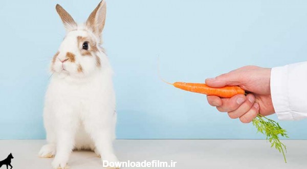 هویج برای خرگوش مفید است یا مضر ؟ چرا نباید به بچه خرگوش ها هویج ...