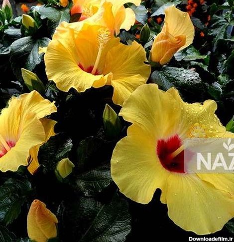 نازبو | گل ختمی گیاهی زینتی با خواص دارویی