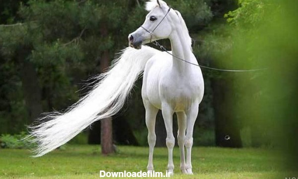 عکس اسب های سفید - عکس نودی