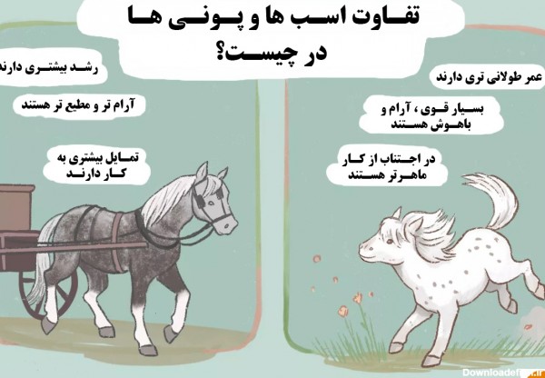 تفاوت اسب و پونی