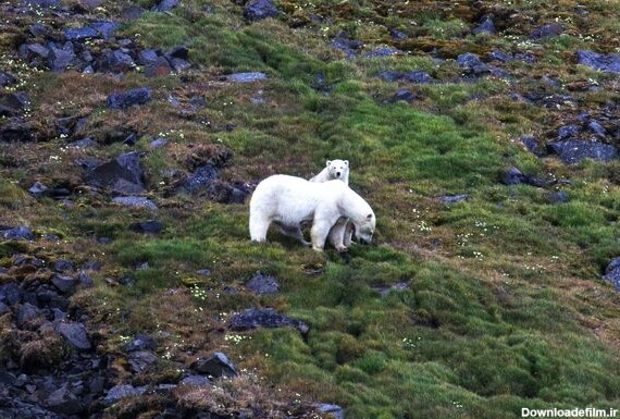 خرس های قطبی در پارک کراسنادار در روسیه - اسپوتنیک ایران