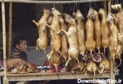 آخرین خبر | عکس/ یک مغازه فروش گوشت سگ در جنوب شرق آسیا
