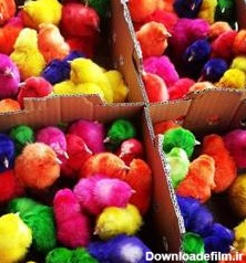 فروش جوجه رنگی ، اردک ،فروش جوجه مرغ محلی گلپایگان - طیور