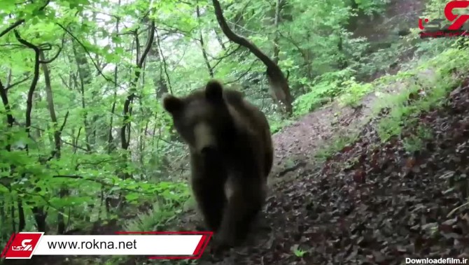 این مرد ایرانی با حیوانات حرف می زند ! + فیلم قدم زدن با محیط بان در جنگل  های هیرکانی