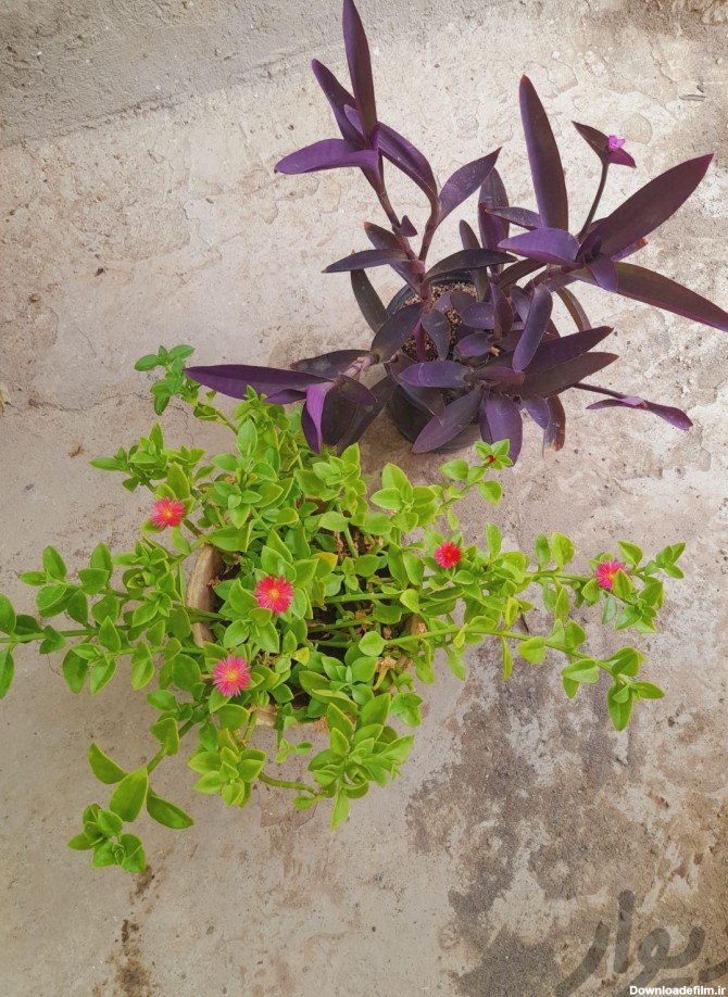 گل یخ و برگ بیدی بنفش|گل و گیاه طبیعی|مشهد، شهید آوینی|دیوار