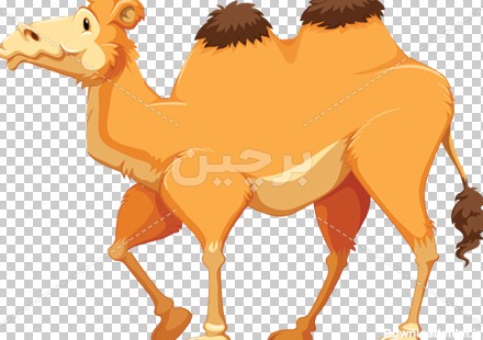 Borchin-ir-cartoon camel animal وکتور کارتونی شتر صحرا بصورت دوربری شده۲