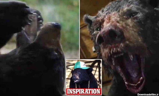 ماجرای خرس کوکائینی چیست؟ + ویدیو