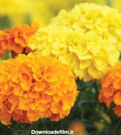 خرید بذر گل جعفری پاکوتاه پرپر گل درشت مخلوط زرد و نارنجی و لیمویی