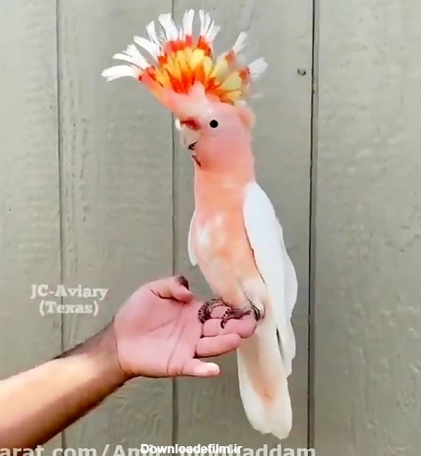 زیباترین طوطی دنیا( کاکادو ماژور میشل)/کاسکو عروس هلندی ملنگو
