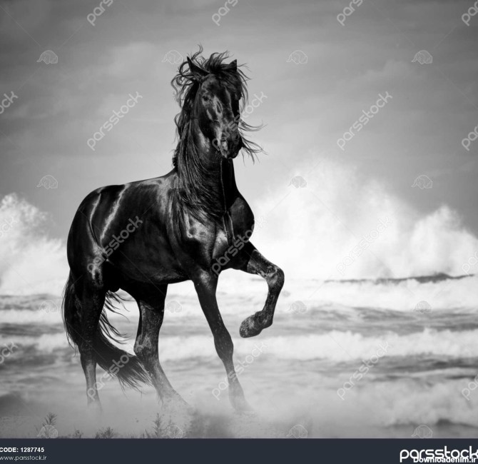 اسب نر سیاه و سفید توسط ساحلی در وحشی 1287745