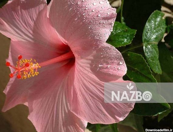 نازبو | گل ختمی گیاهی زینتی با خواص دارویی