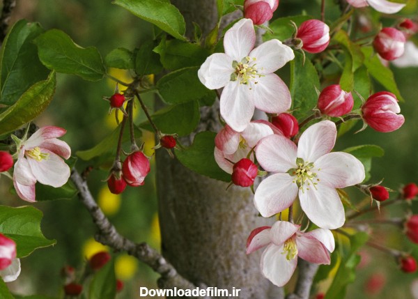 عکس شکوفه بهاری درخت سیب