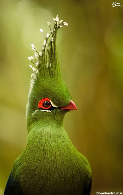 پرندگان زیبا با ترکیب رنگ های تماشایی و چشمگیر • مجله تصویر زندگی