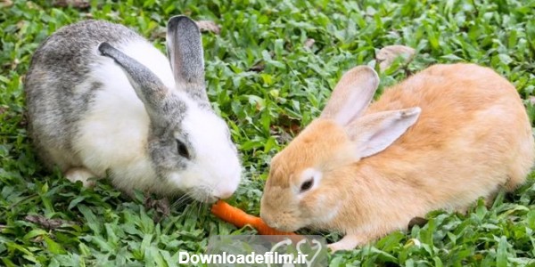 هویج برای خرگوش || دام و پت