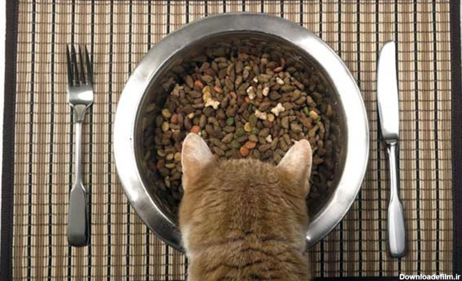 چرا گربه دوست دارد در زمان غذا خوردن او را نگاه کنید؟-@ITPetnet