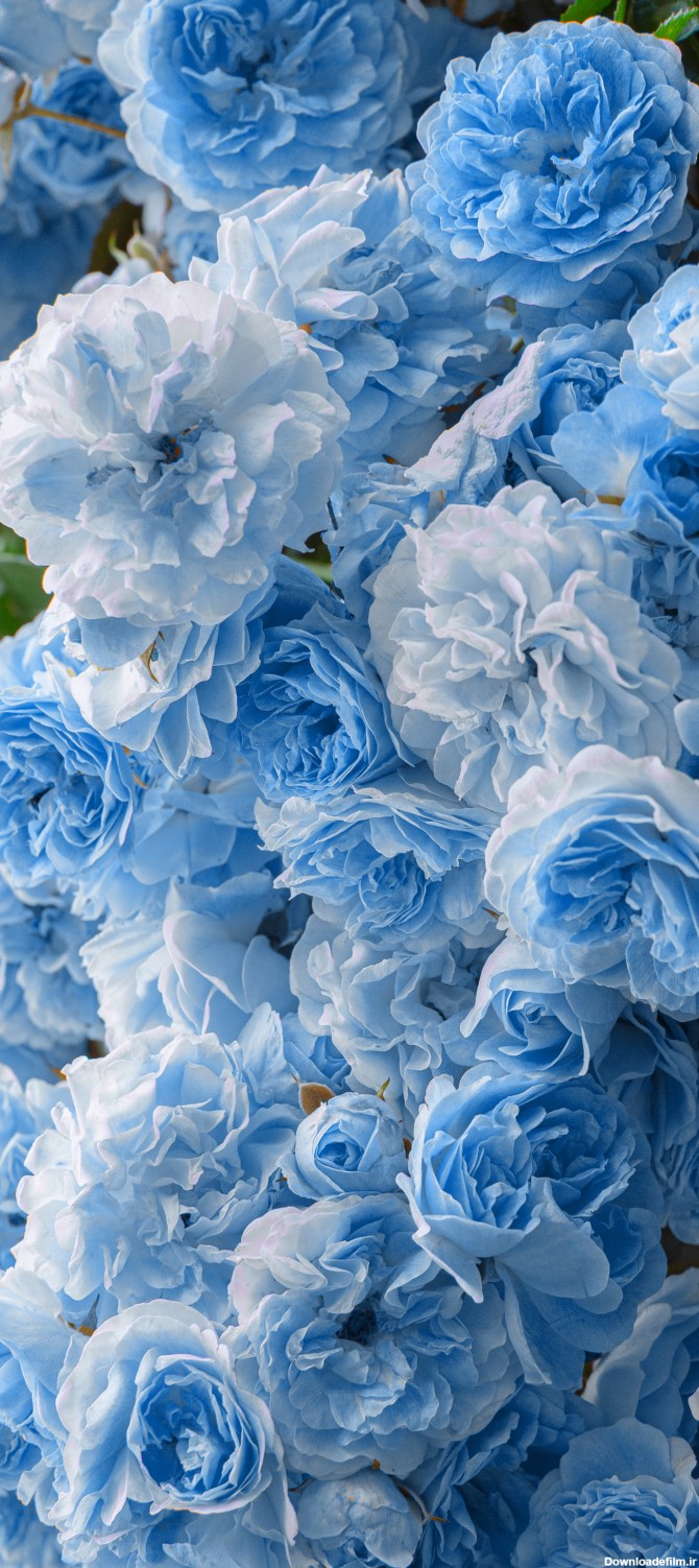 تصویر زمینه گل آبی روشن