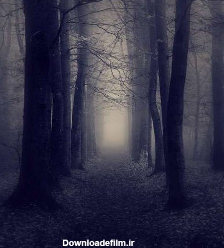 عکس جنگل در شب