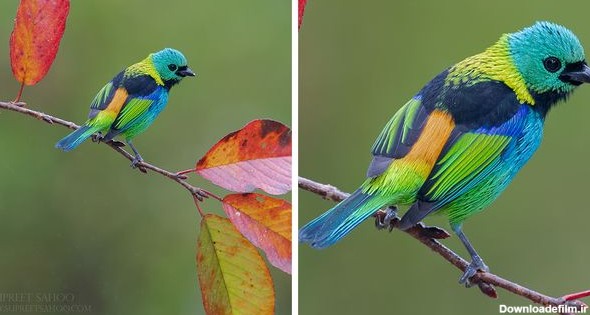 عکس های زیباترین پرندگان جنگل‌های بکر و منحصر به فرد برزیل ...