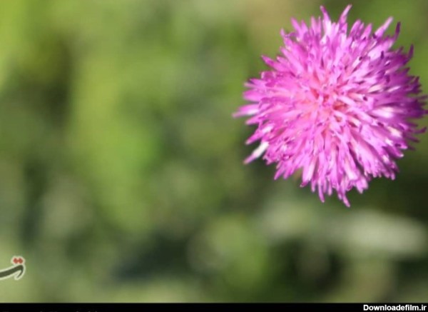 گل های بهاری طبیعت زیبای ایلام به روایت تصویر