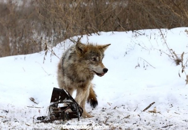 مرگ گرگ ها به بهای خودنمایی انسان ها/ تصاویر