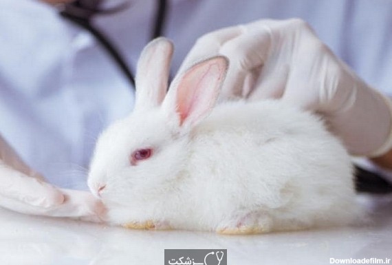 8 بیماری شایع و کشنده در خرگوش ها کدامند؟