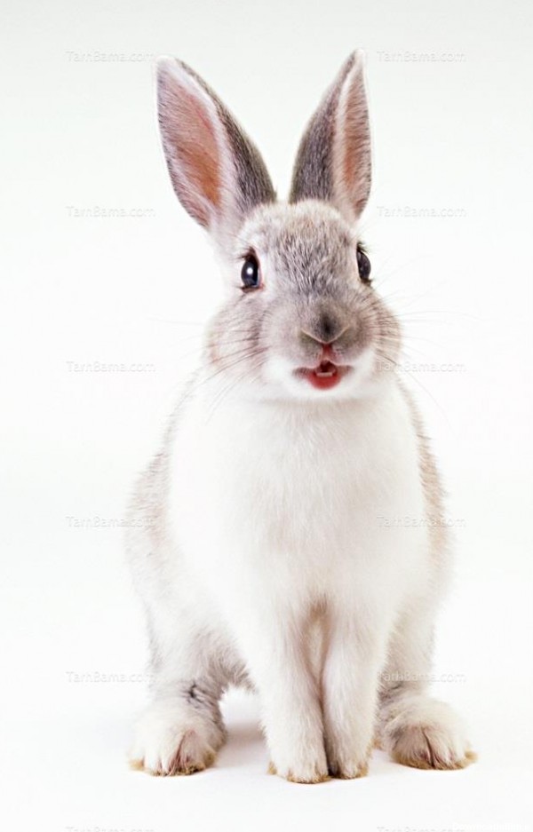 تصویر با کیفیت خرگوش سفید رنگ