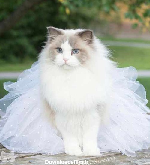 عکس زیبای یک گربه سفید با لباس عروس