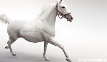 عکس اسب سفید white horse
