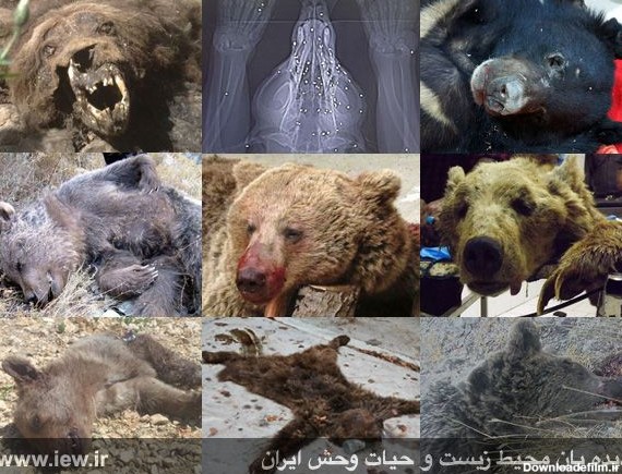 سال سیاه خرس های ایران | دیده بان محیط زیست و حیات وحش ایران