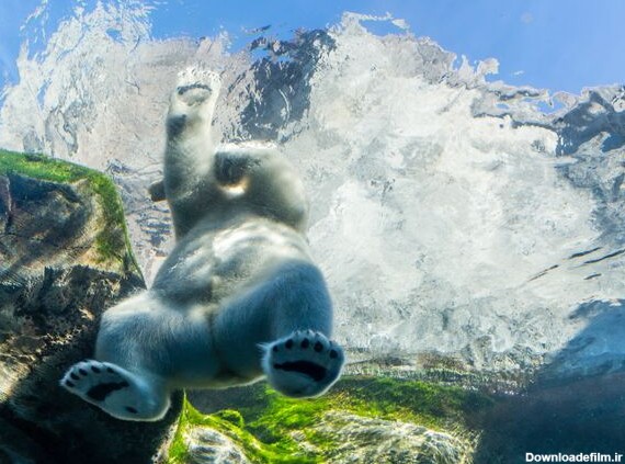 این بار خرس قطبی در کانادا - اسپوتنیک ایران