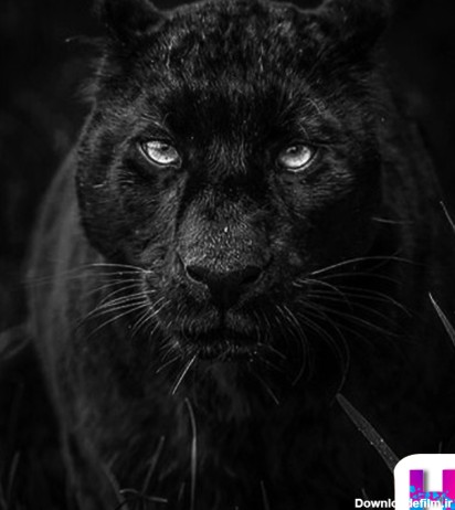 Black Panther Wallpapers - برنامه‌ها در Google Play