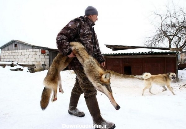 مرگ گرگ ها به بهای خودنمایی انسان ها/ تصاویر