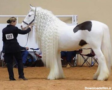 آخرین خبر | عکس/ یکی از زیبا ترین اسب های جهان