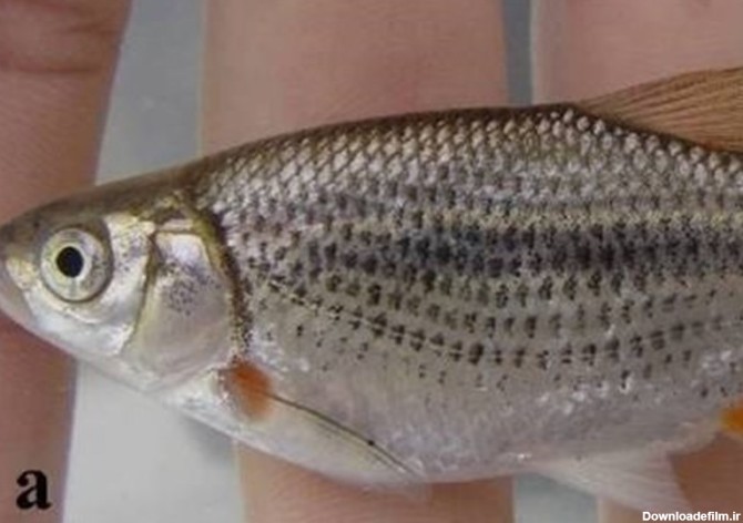 کشف یک گونه جدید ماهی در خراسان شمالی - تسنیم