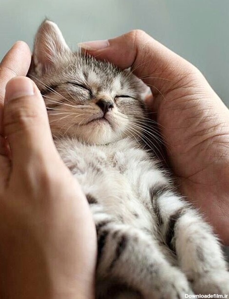تصاویری از بچه گربه های دوست داشتنی در حال خواب • مجله تصویر زندگی