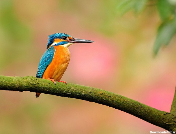 گالری عکسهای پرندگان زیبا در طبیعت -سری جدید
