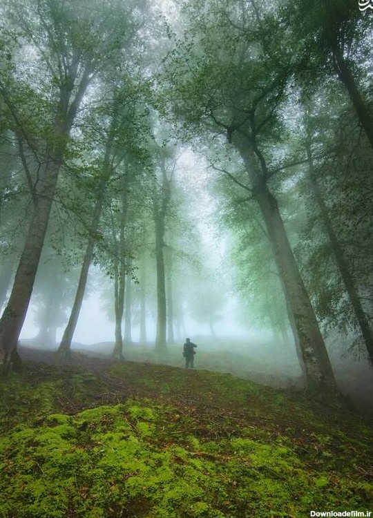 مشرق نیوز - عکس/ جنگل‌های مه آلود گیلان
