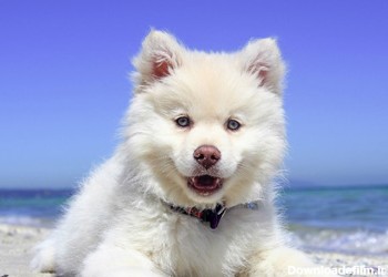 سگ سفید پشمالو white dog beach
