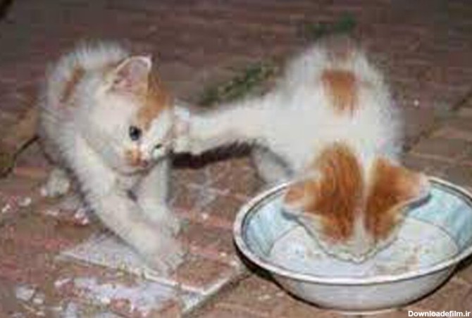 ببینید | دعوای خنده دار دو بچه گربه بر سر غذا خوردن