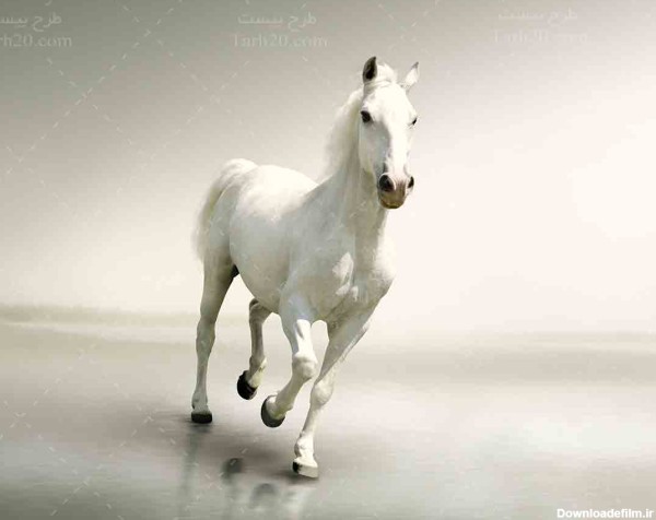 تصویر با کیفیت زیباترین اسب دنیا - طرح 20