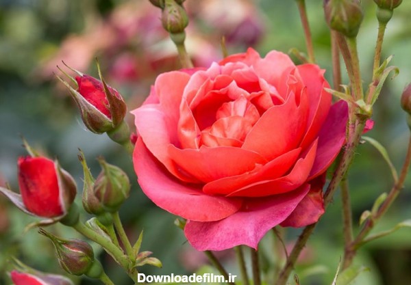 گل رز فلوریبوندا ، یکی از انواع گل رز با گل‌های خوشه‌ای