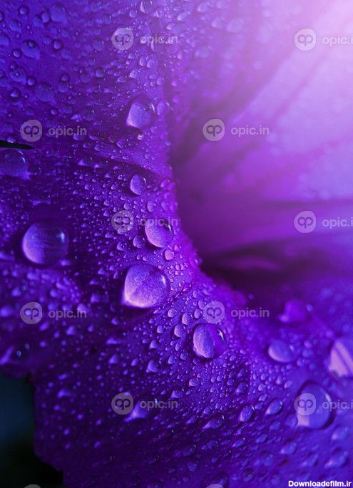 دانلود عکس قطره آب شفاف و شیرین روی گل بنفش | اوپیک