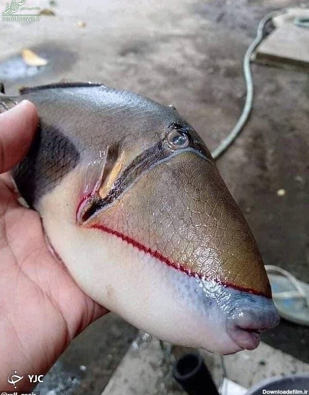 ماهی آدم نمایی که مرد مالزیایی از رودخانه صید کرد!+عکس