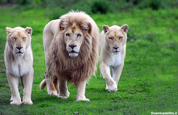 عکس شیر سلطان جنگل (5)