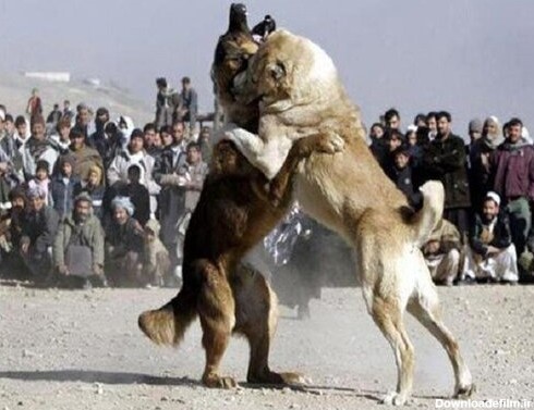 بازداشت ۱۷ نفر به اتهام حیوان‌آزاری و برگزاری مسابقه جنگ ...