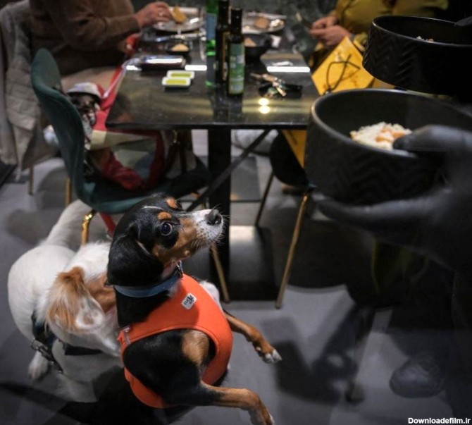 عکس هایی باورنکردنی از رستوران سگ ها در ایتالیا+ تصاویر